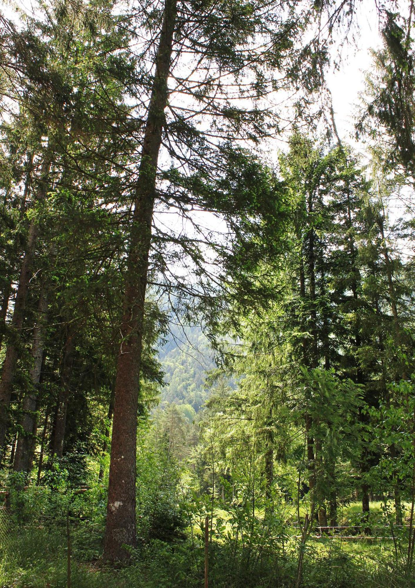 Camping La Pineta Santa Maria Maggiore Kültér fotó